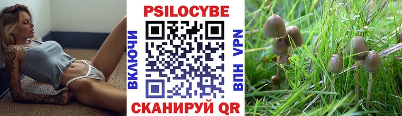 закладки  Елабуга  Псилоцибиновые грибы Psilocybine cubensis 